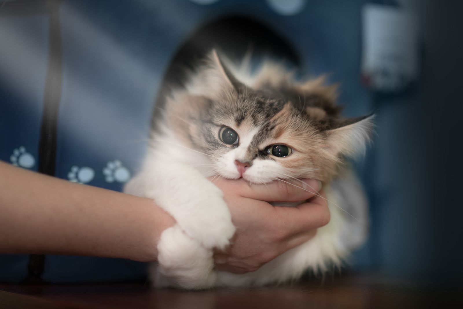 fluffy cat bites hand