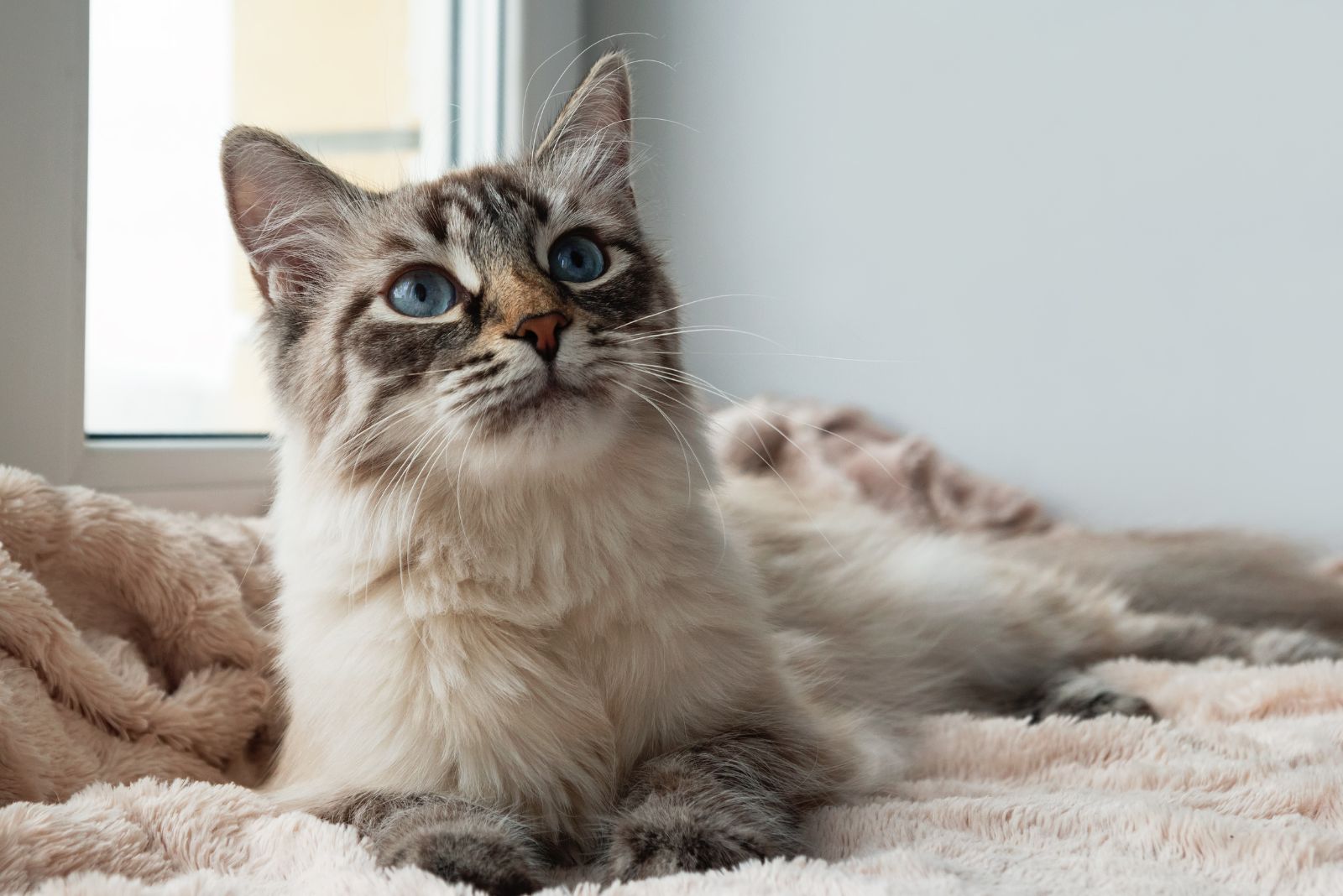 fluffy cat indoor