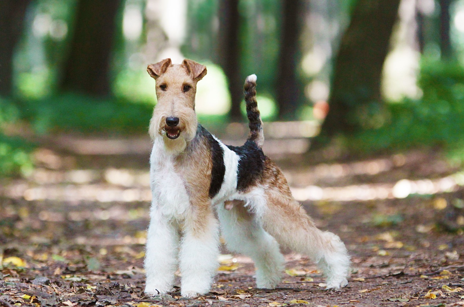 fox terrier dog