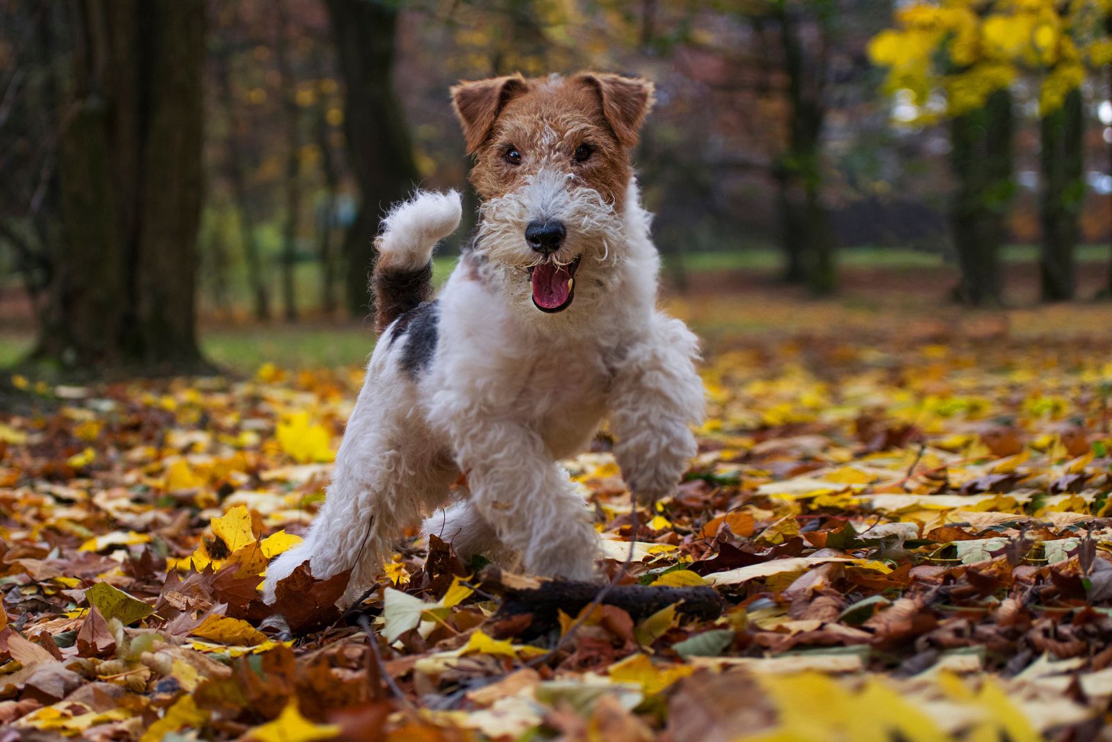 fox terrier