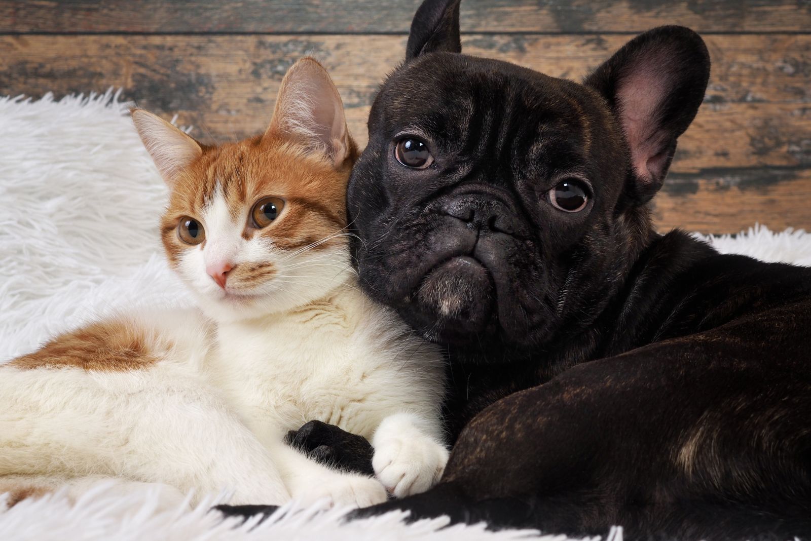 french bulldog and cat