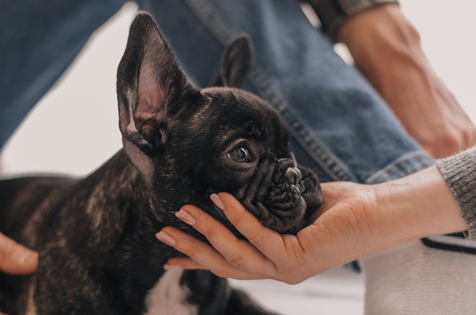 frenchie and woman hand