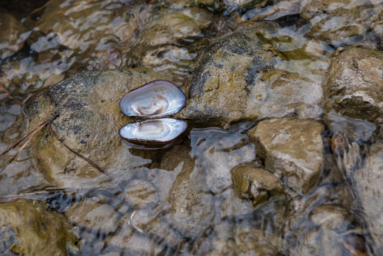 freshwater pearl mussel