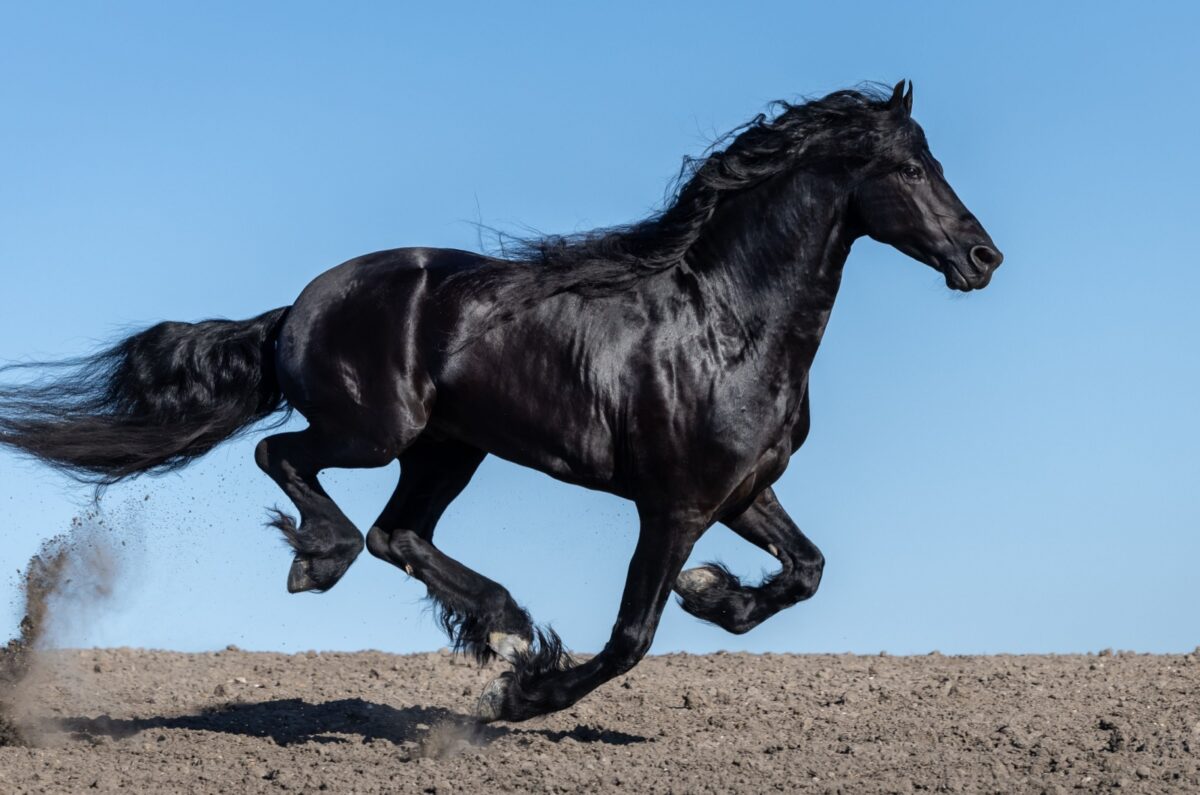15 Speedy Horse Breeds That Leave Everyone Behind