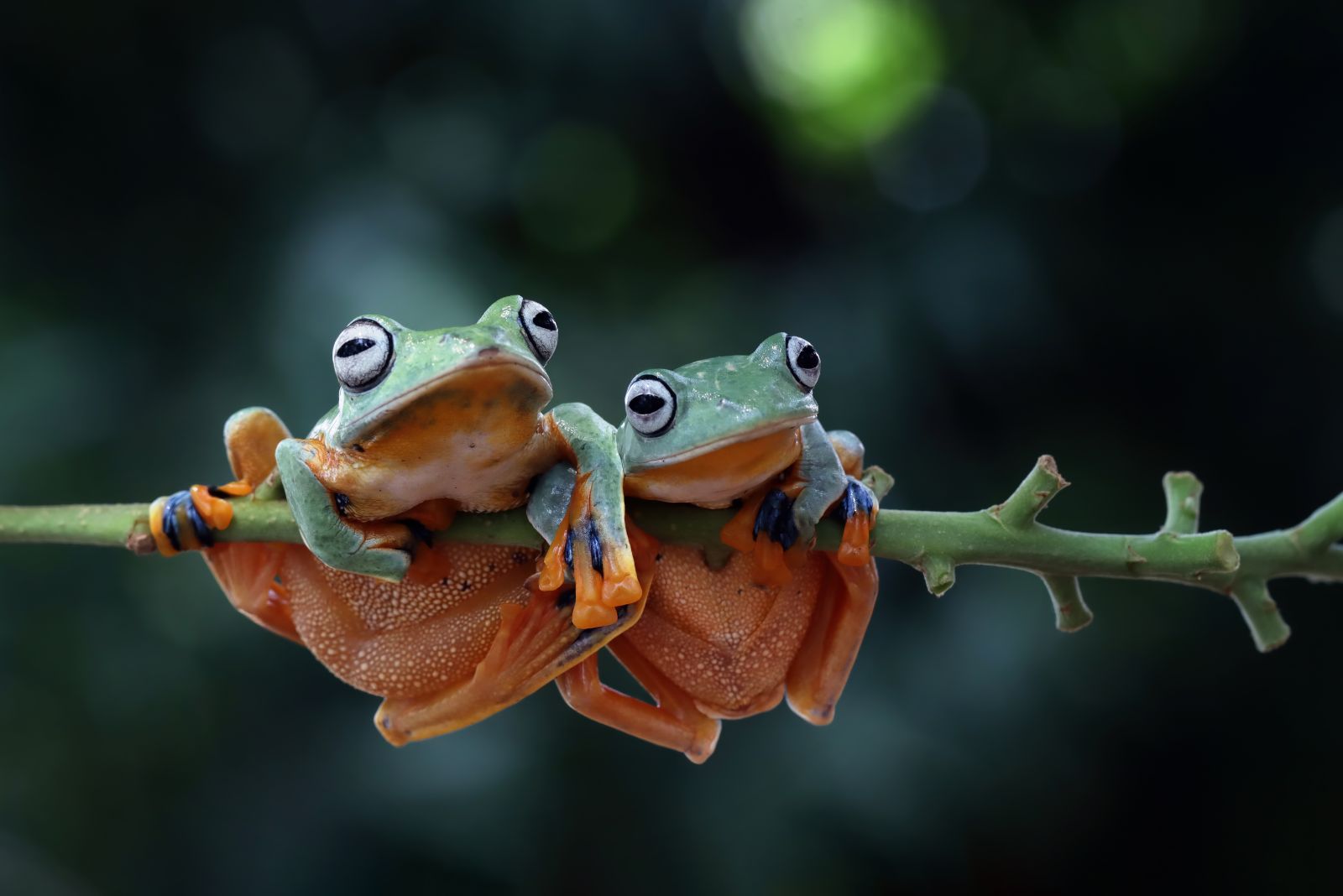 frogs on a branch