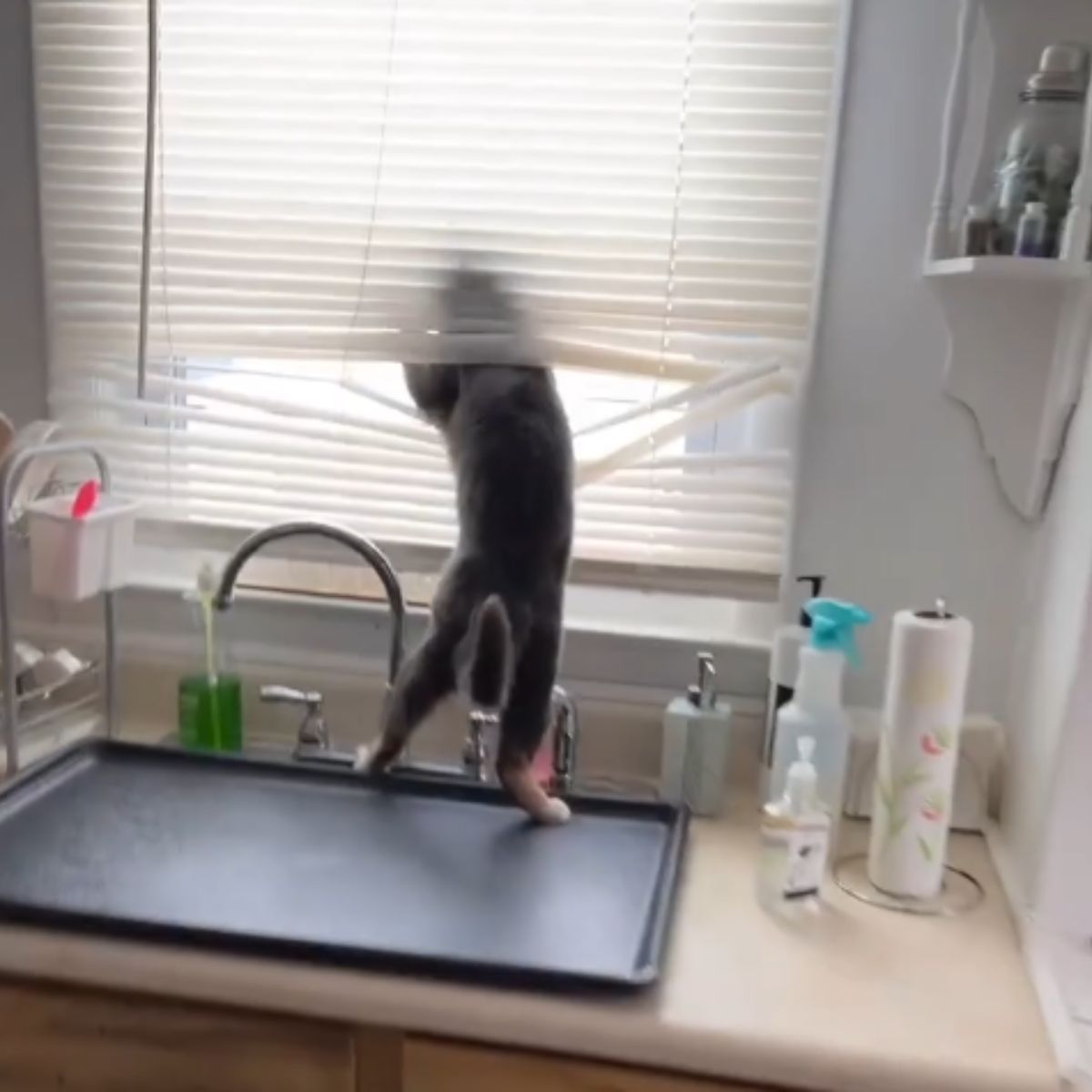 funny cat stands in kitchen and looks through window