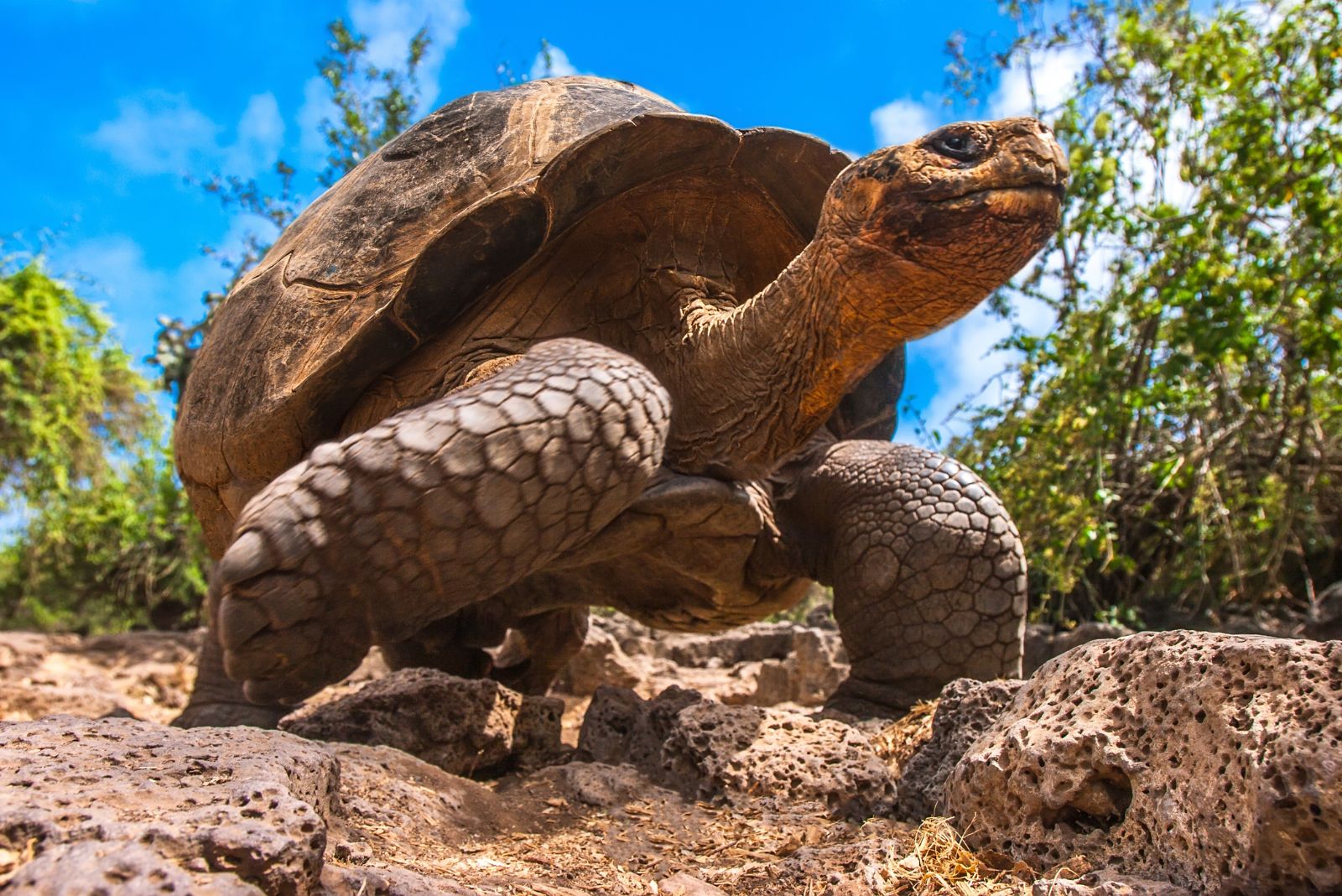 galapagos tortoise