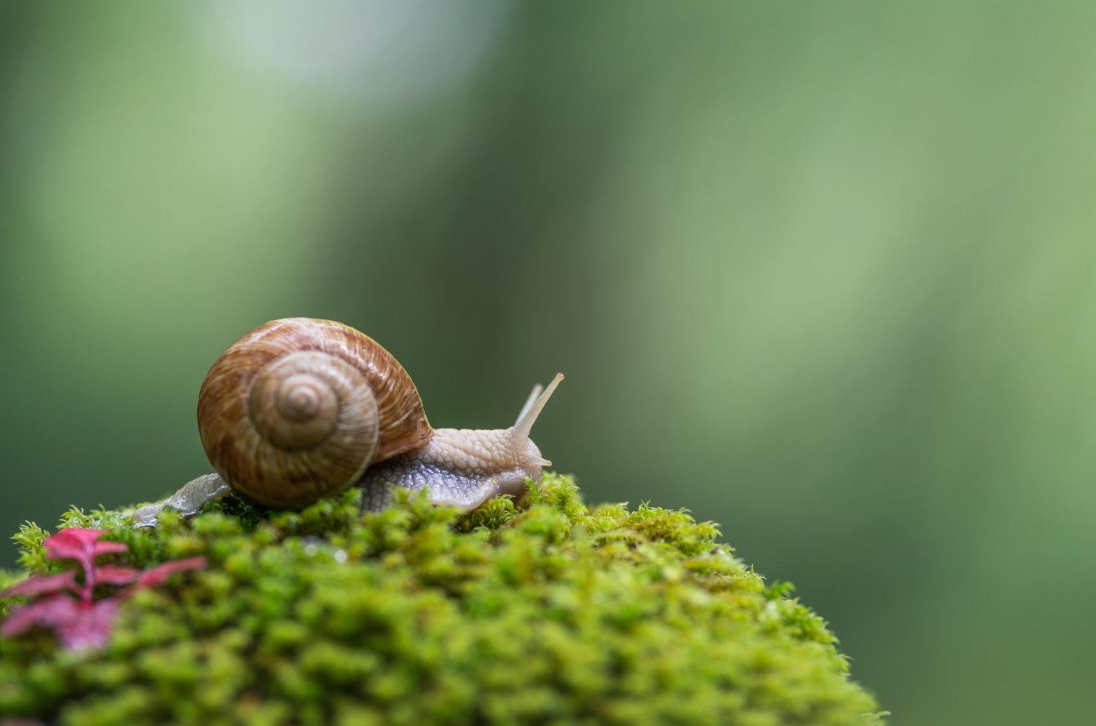 garden snail