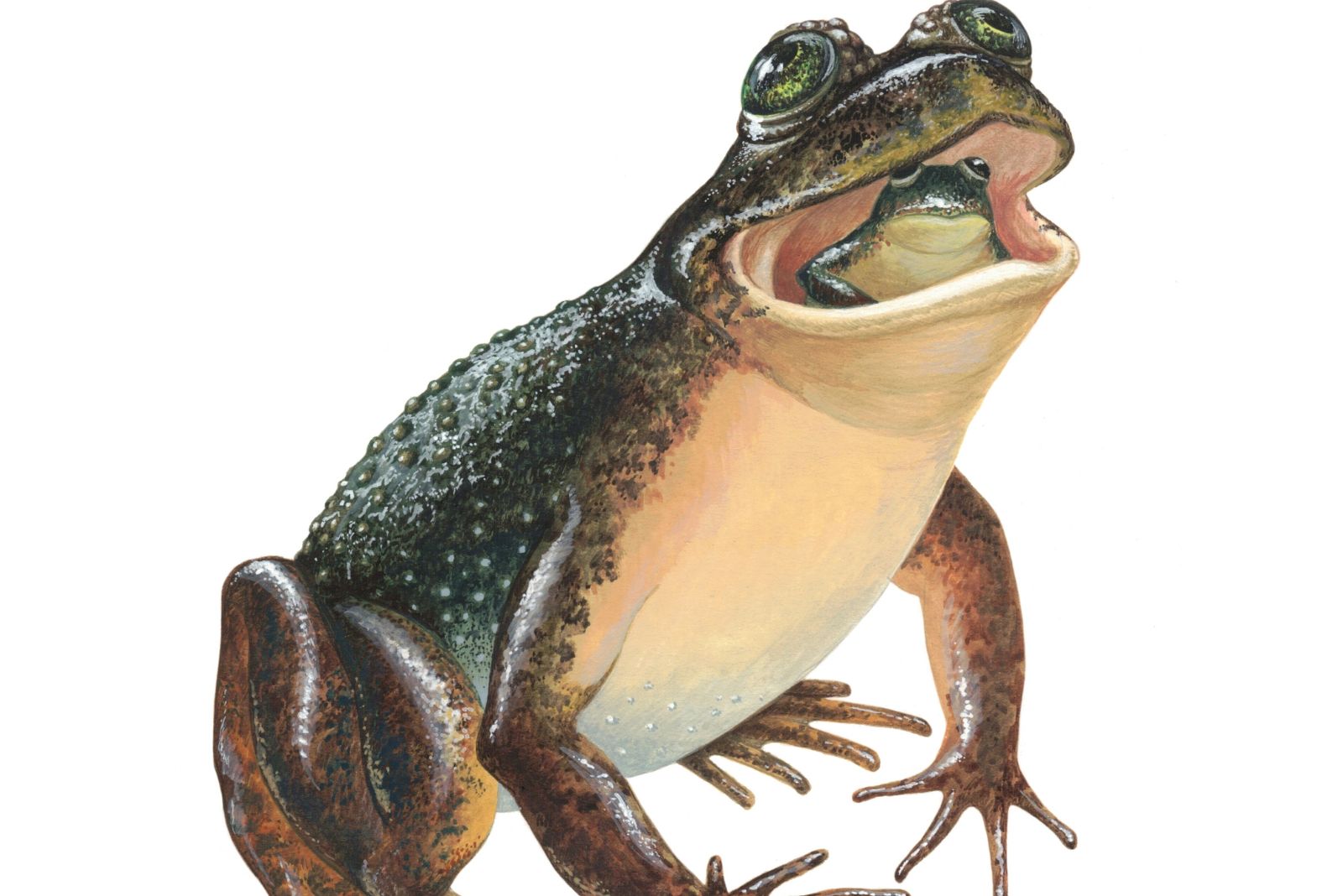 gastric brooding frog