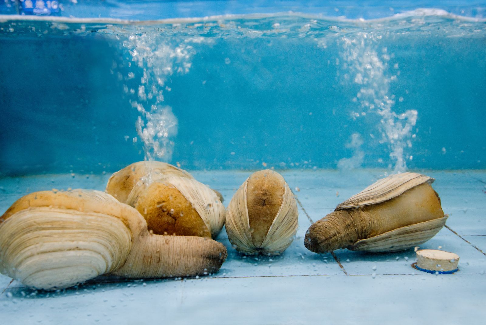 geoduck