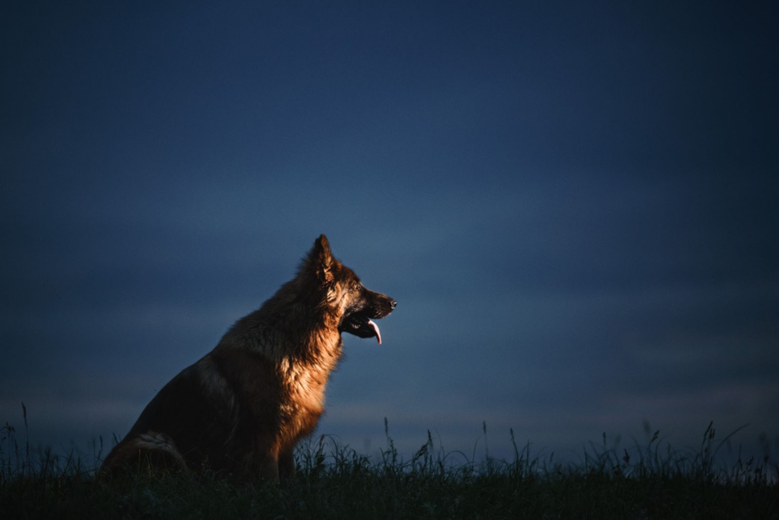 german shepherd at night