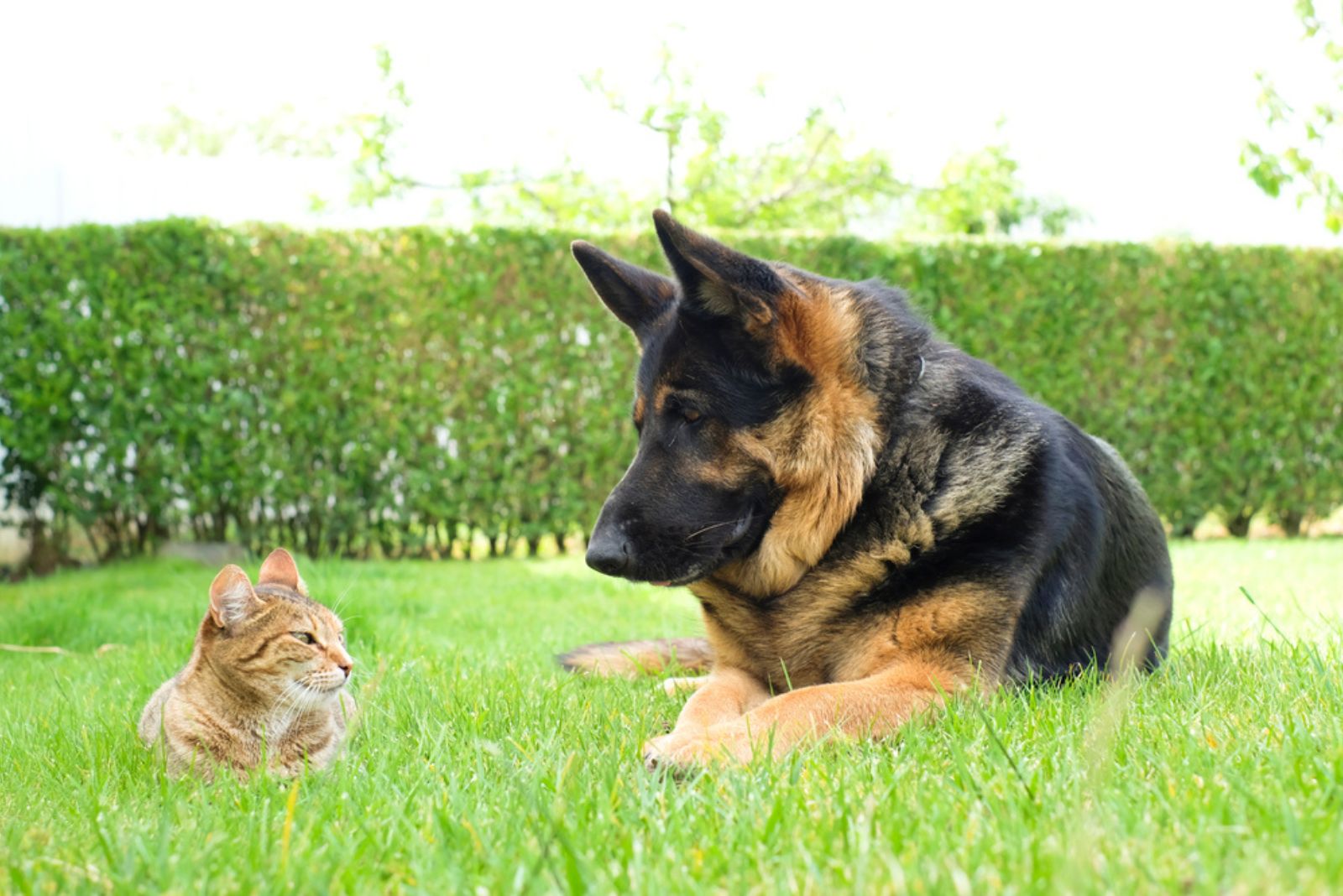 german shepherd looking at cat