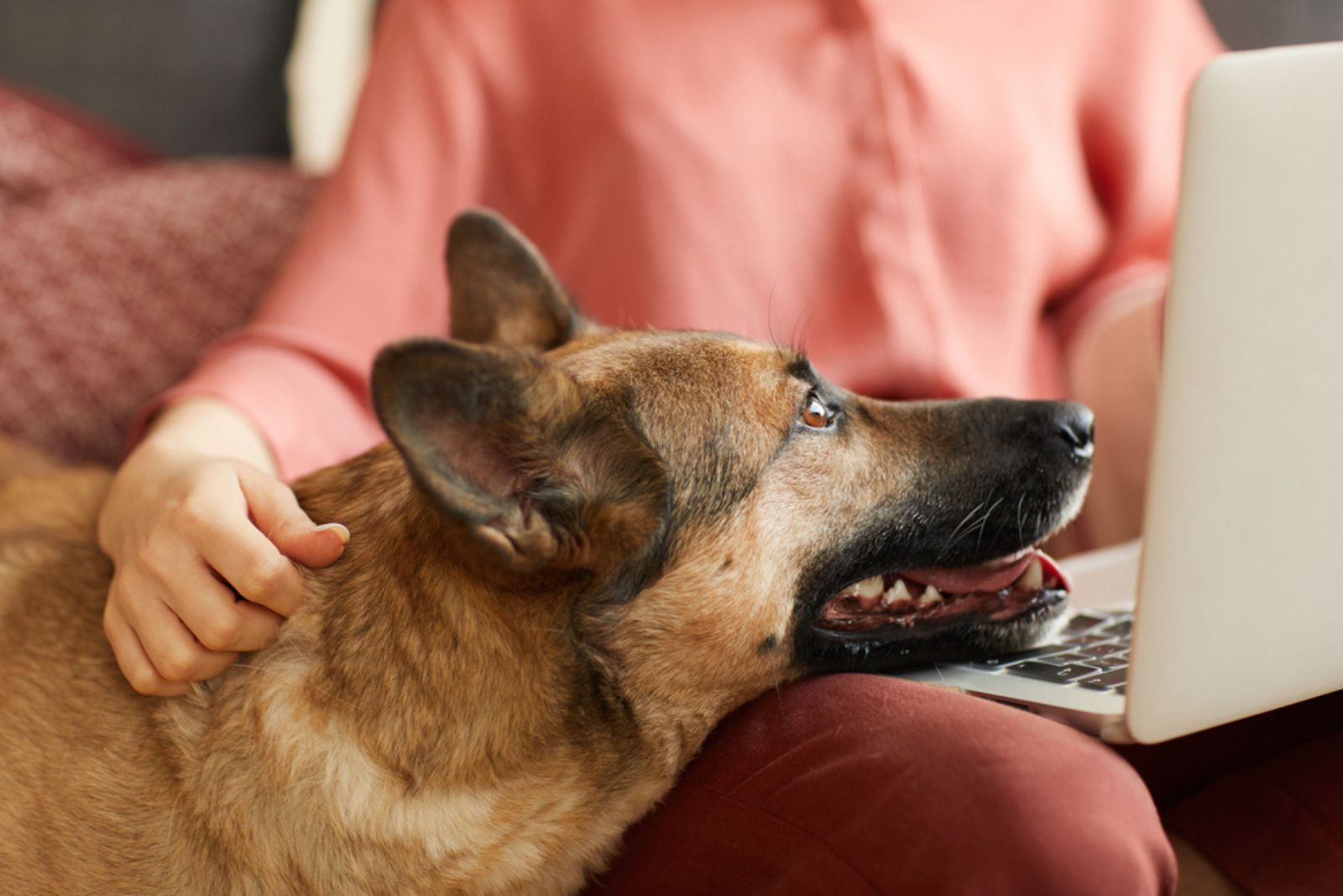 german shepherd looking at womans laptop