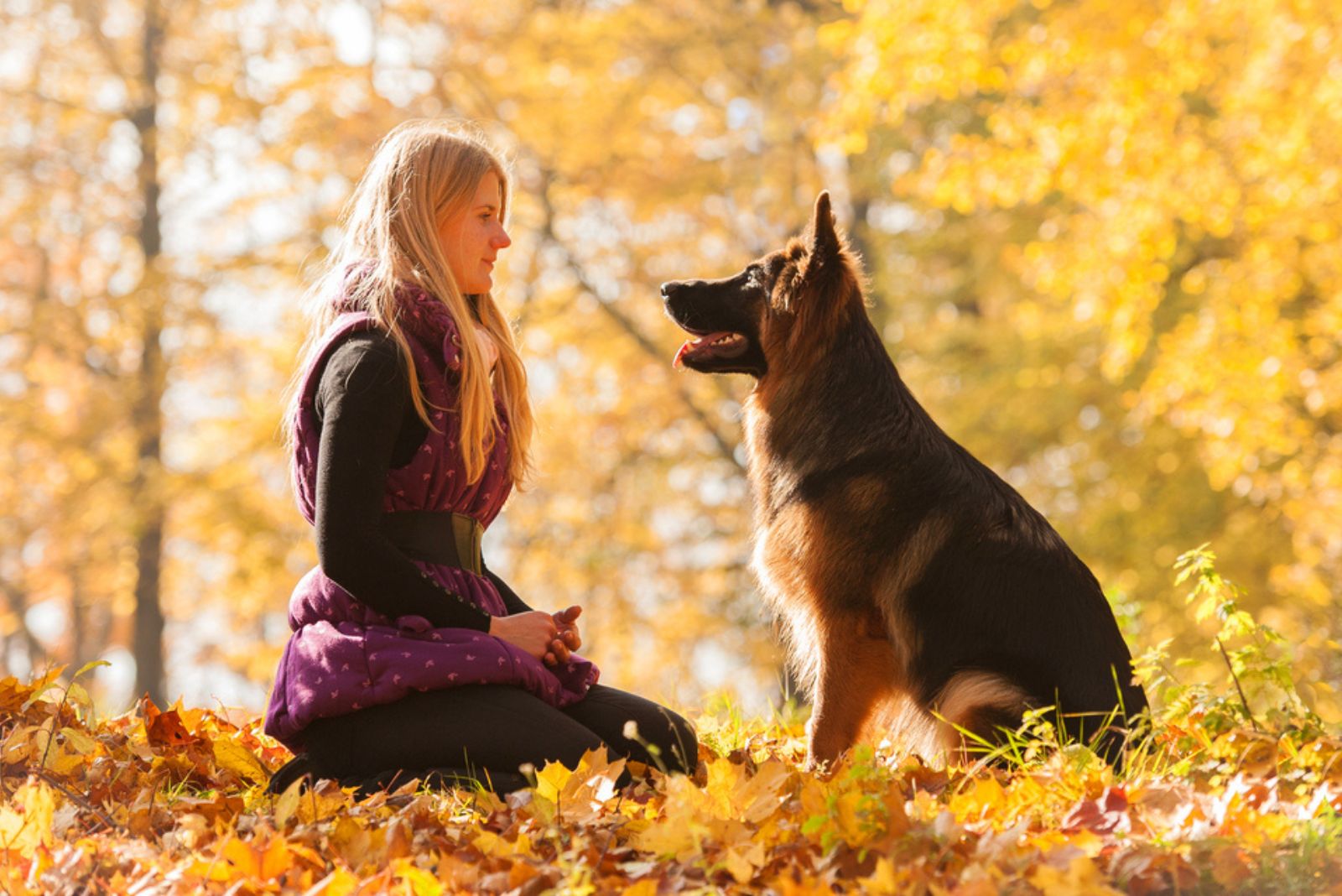 german shepherd looking with woman in the eyes