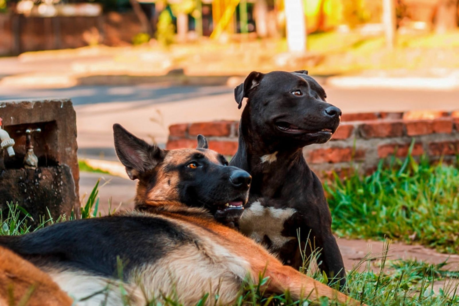 german shepherd lying with pitbull outdoor