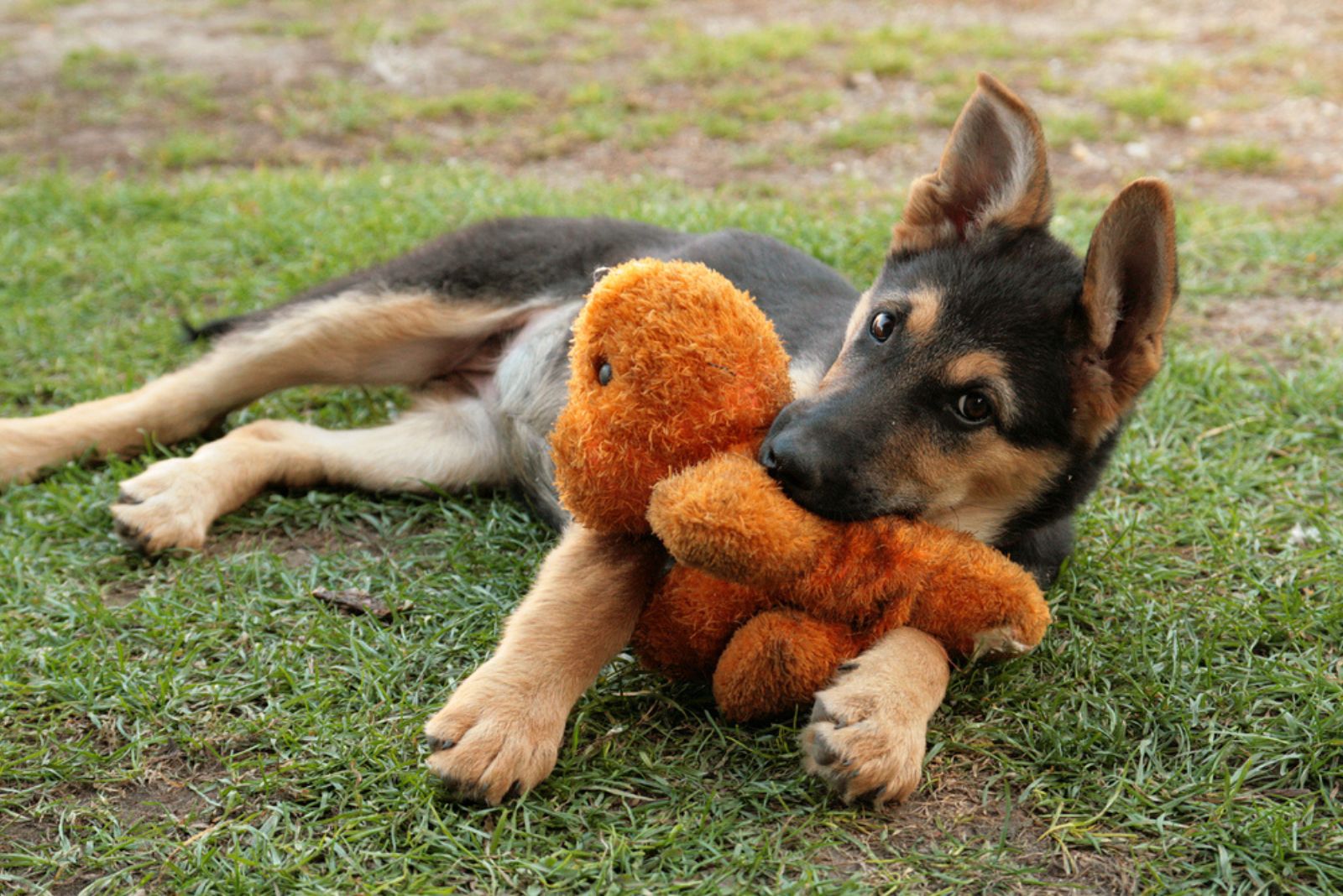 german shepherd puppy with toy