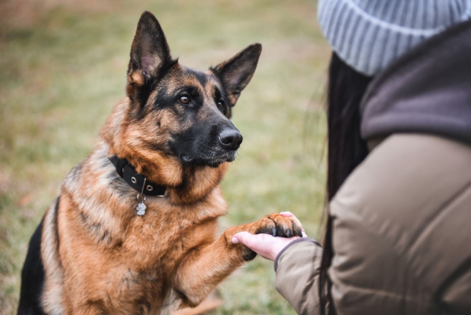 german shepherd puts his paw on womans hand