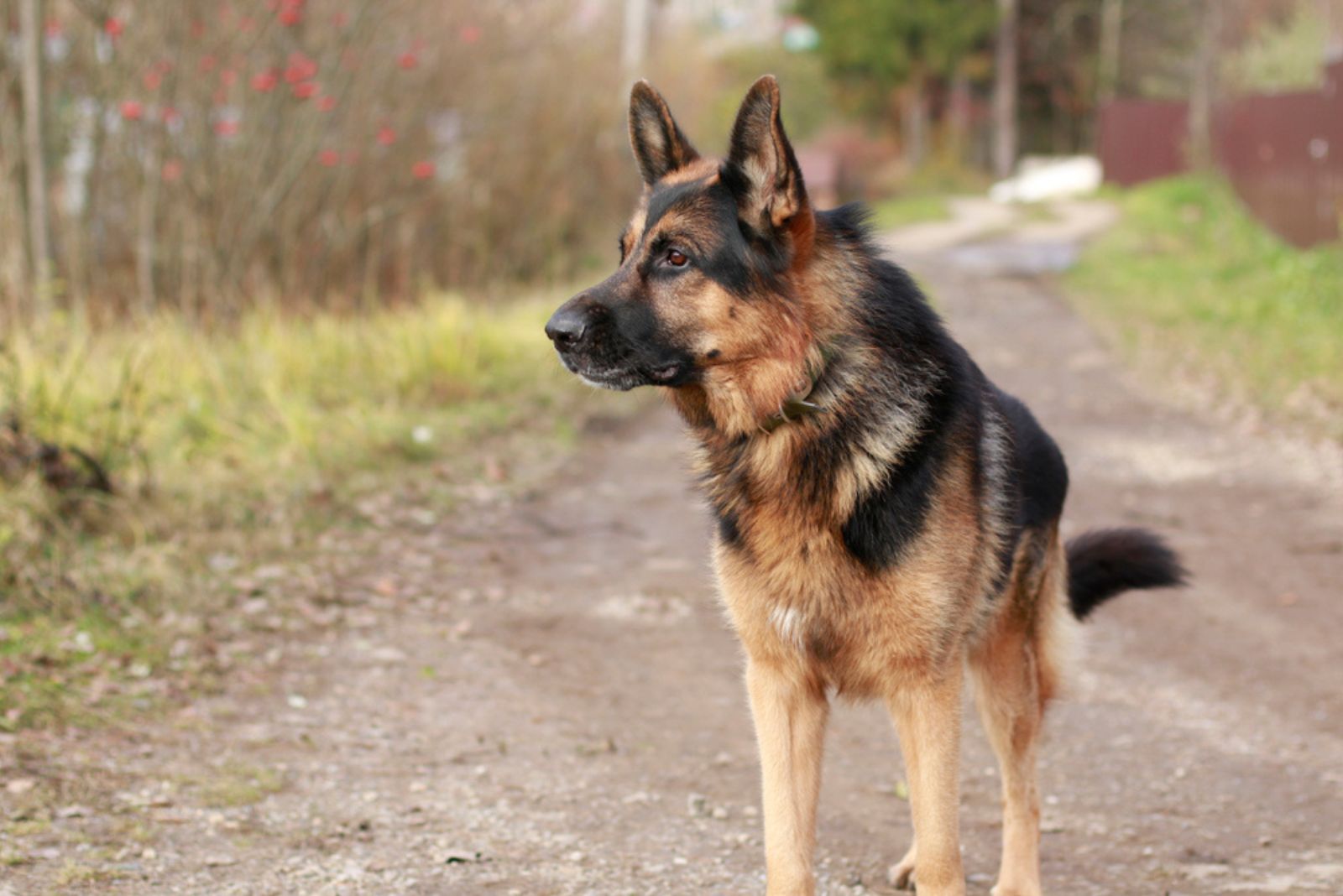 german shepherd walking