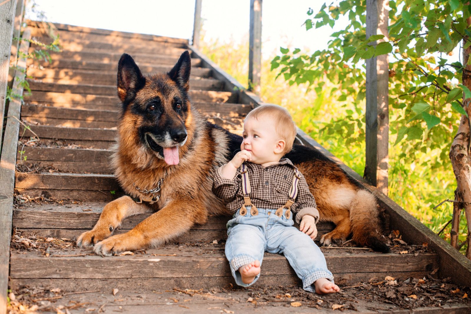 german shepherd with baby