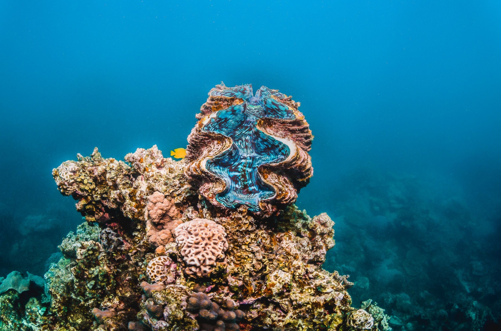 giant clam