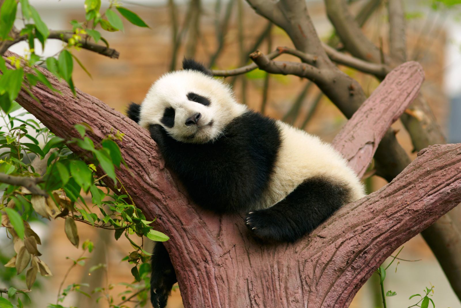 giant panda