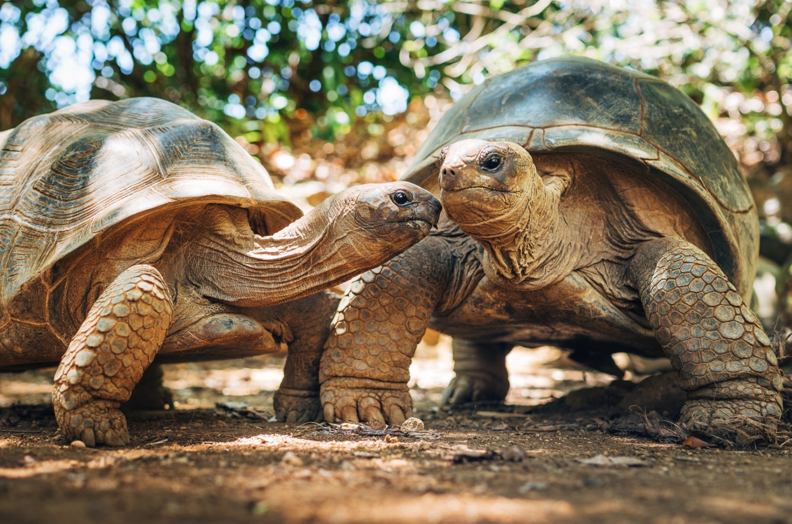 giant tortoise