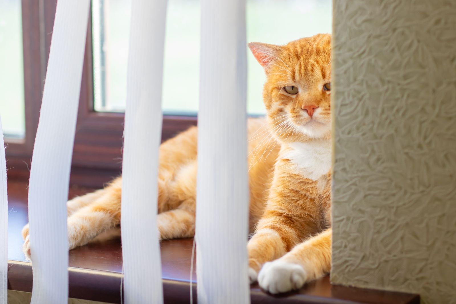 ginger cat laying down