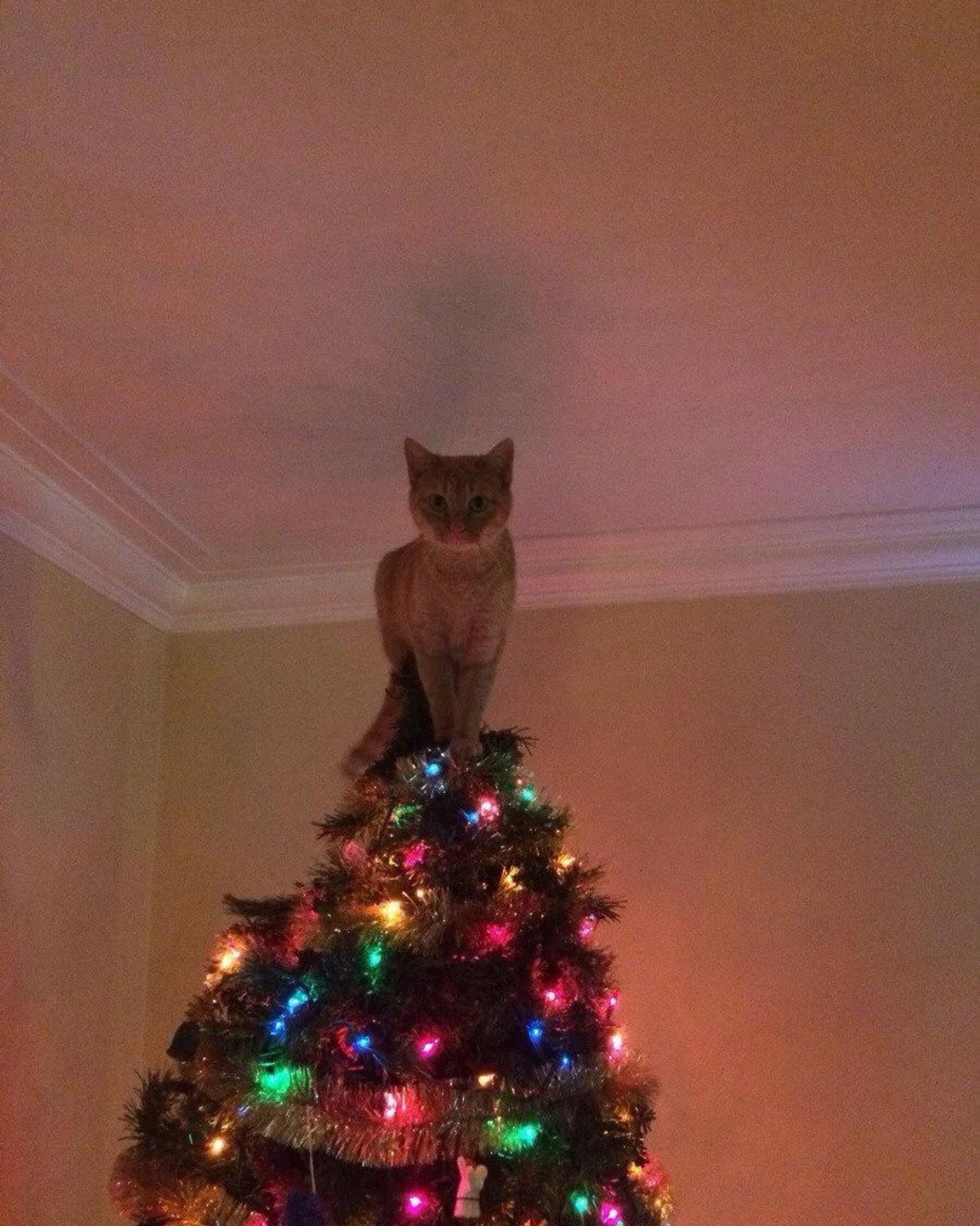 ginger cat on top of the Christmas tree