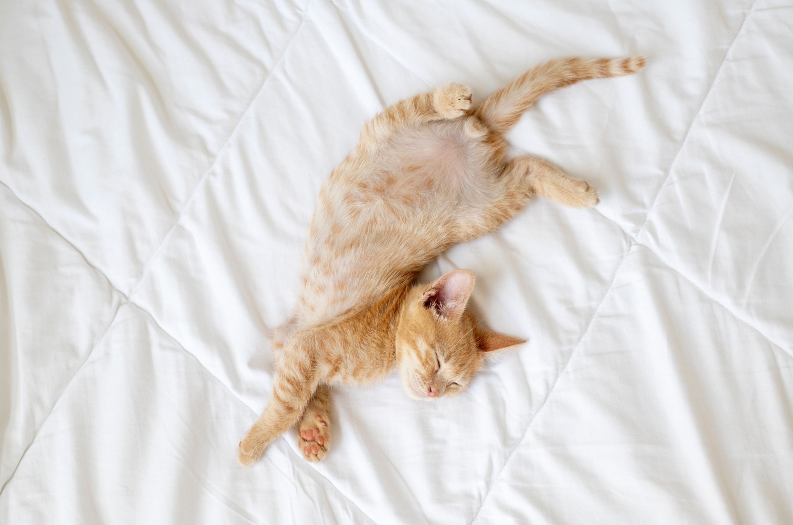 ginger cat sleeping in funny position