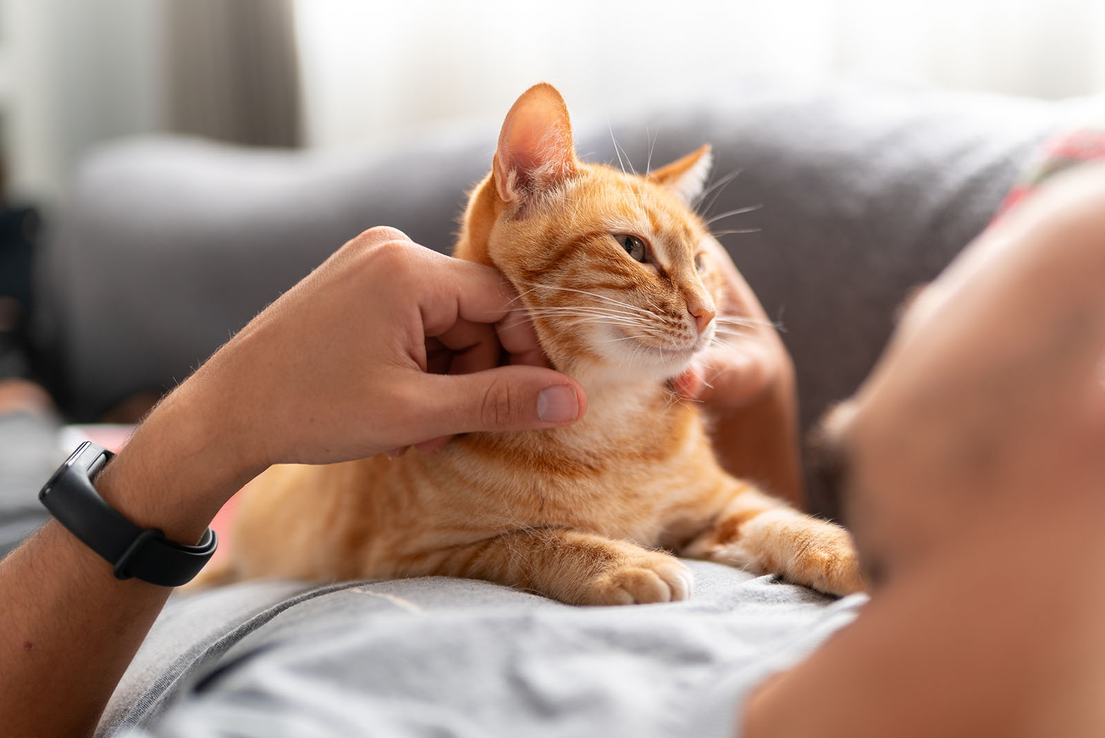 ginger cat snuggling with man