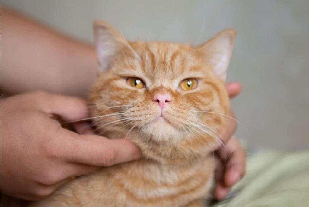 ginger cats with orange eyes