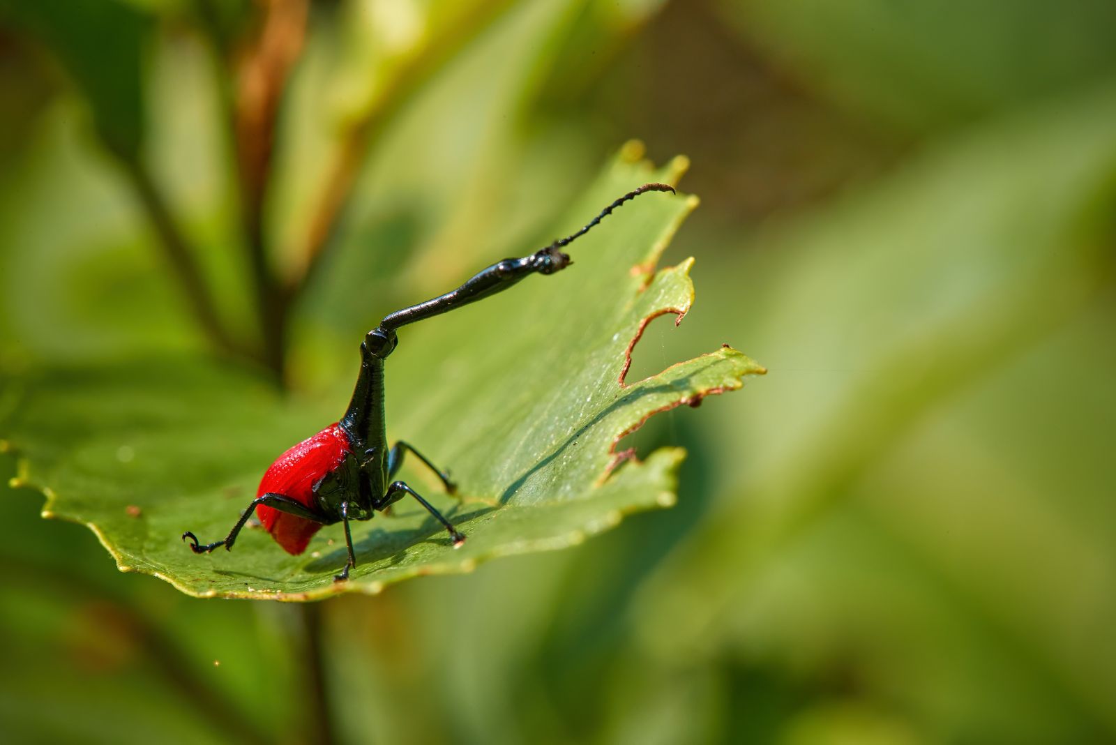 giraffe weevil