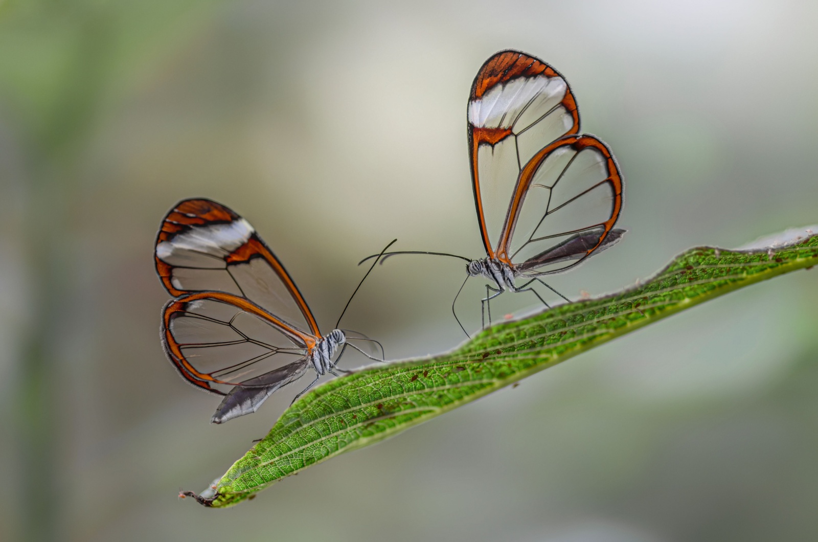 glasswing butterflies