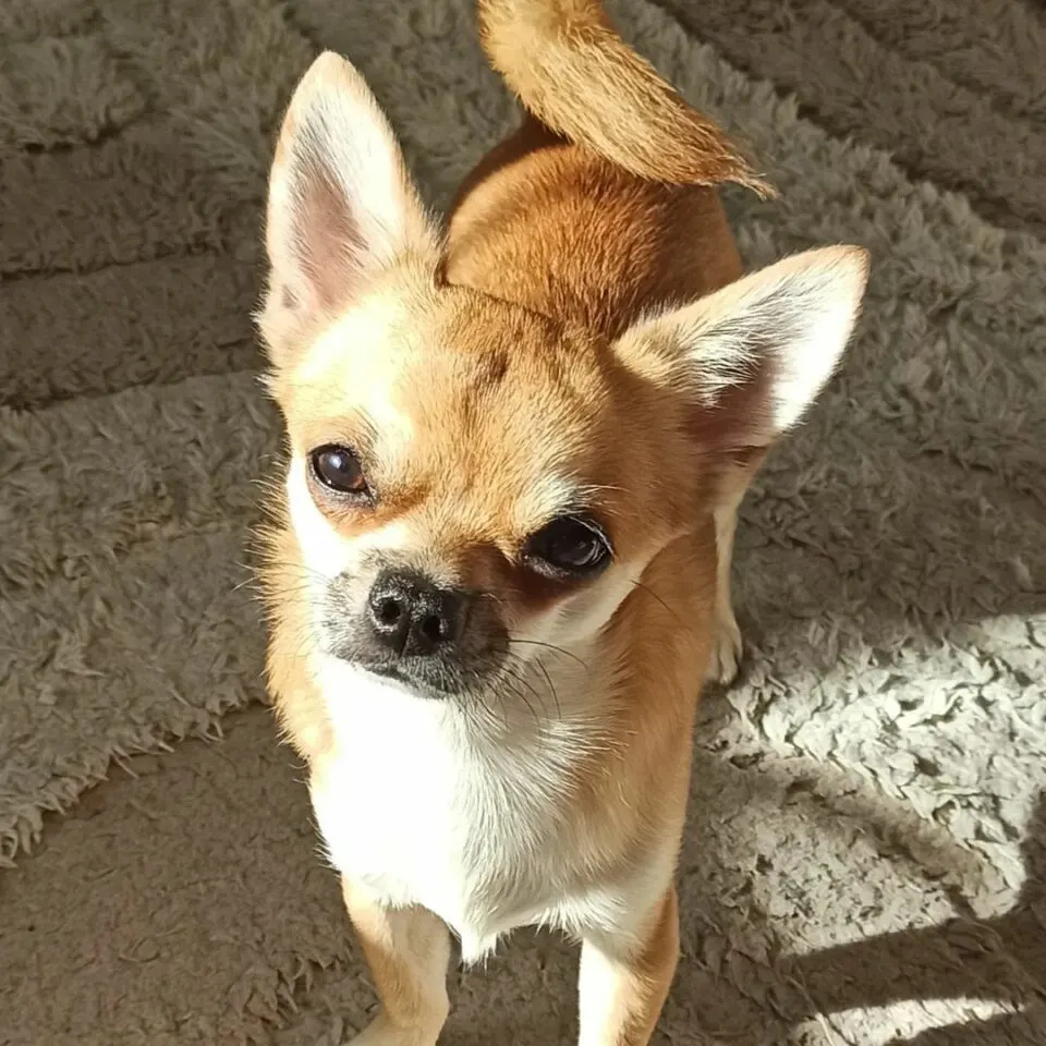 gold chihuahua