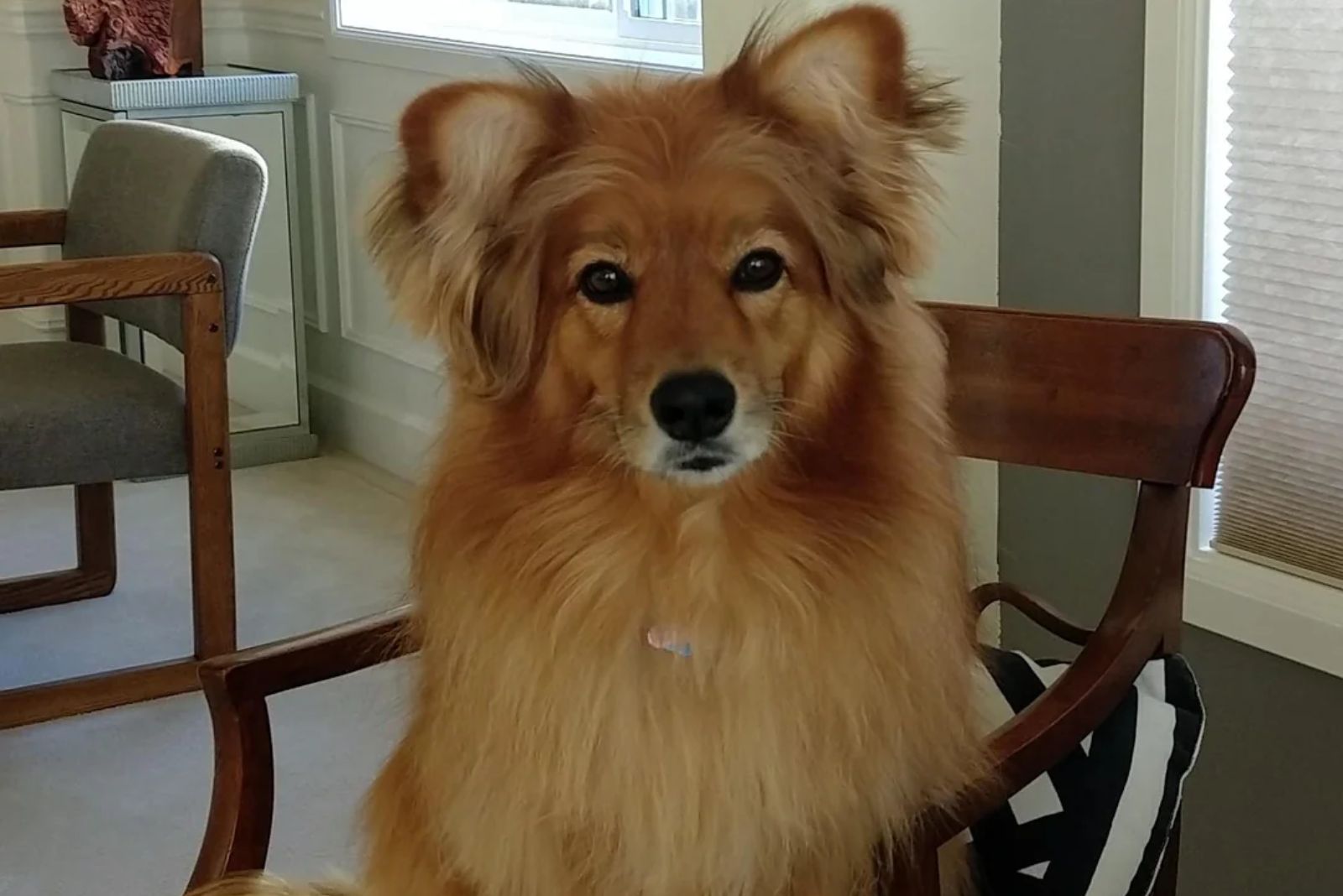 golden pomeranian mix