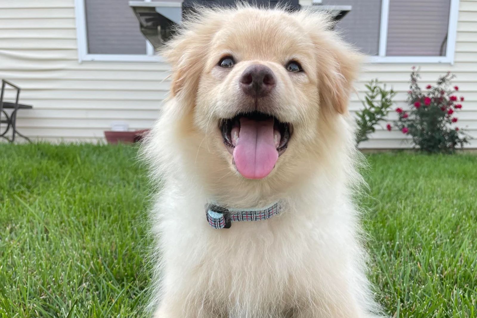 golden pomeranian