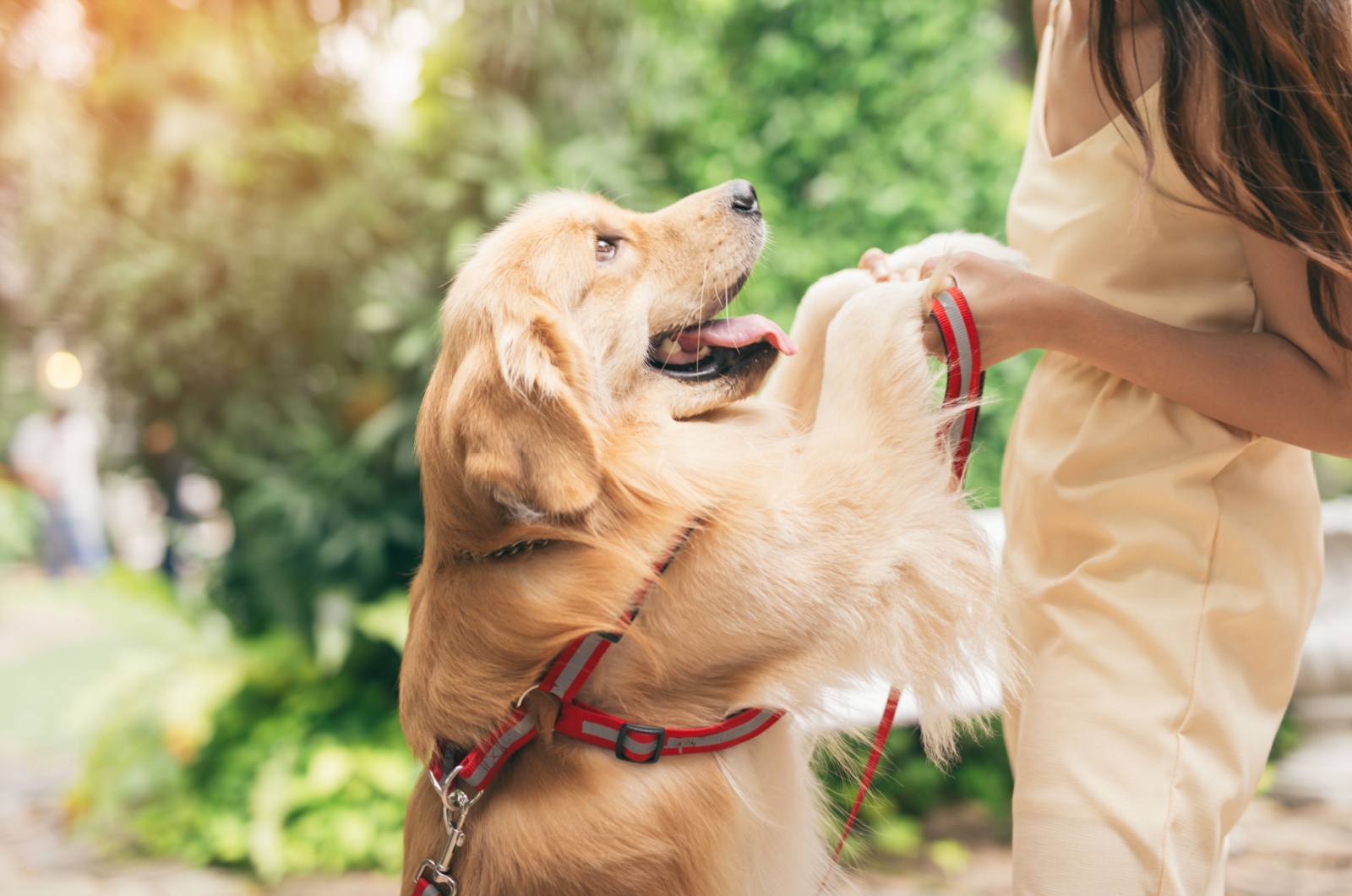 golden retriever and woman