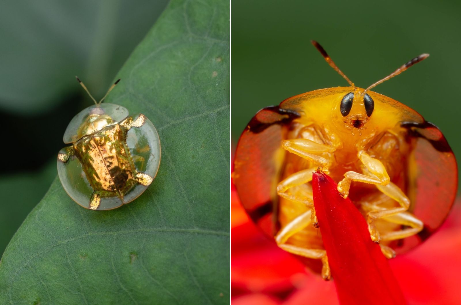 golden tortoise beetle