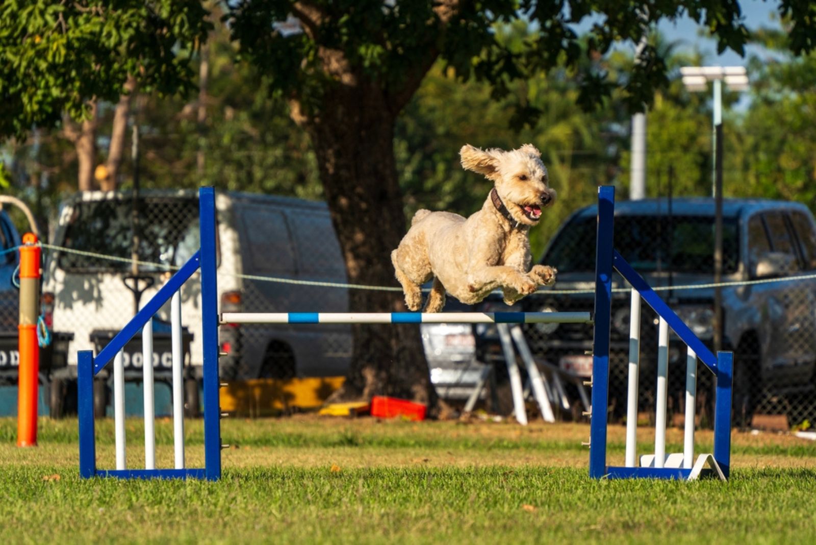 goldendoodle jumping on training