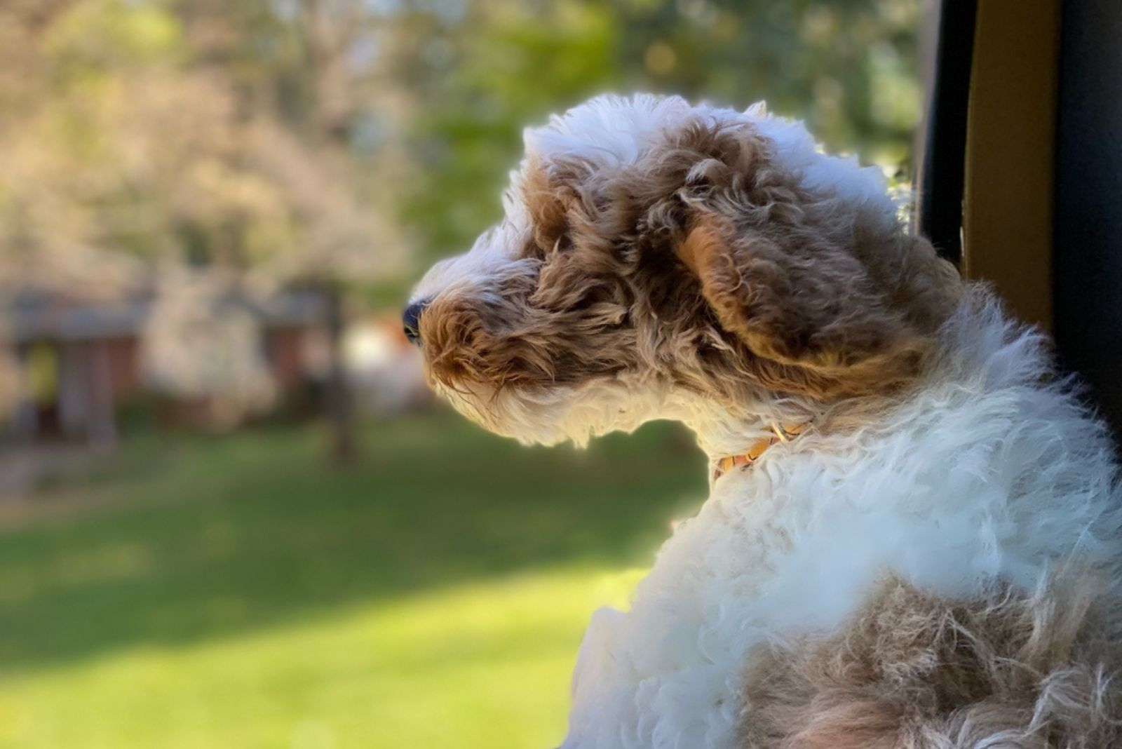 goldendoodle looking at distance from car