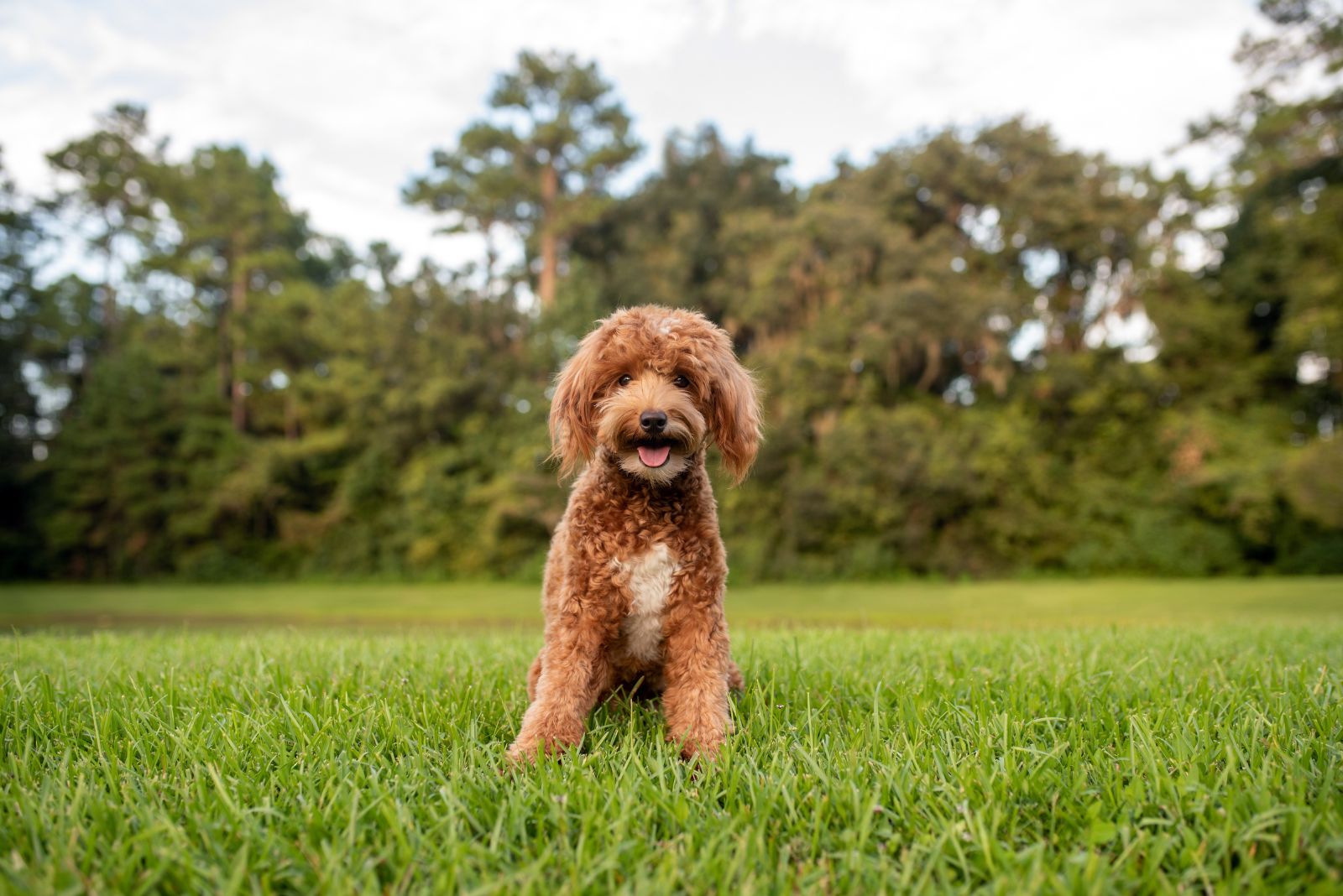 goldendoodle on a lawn