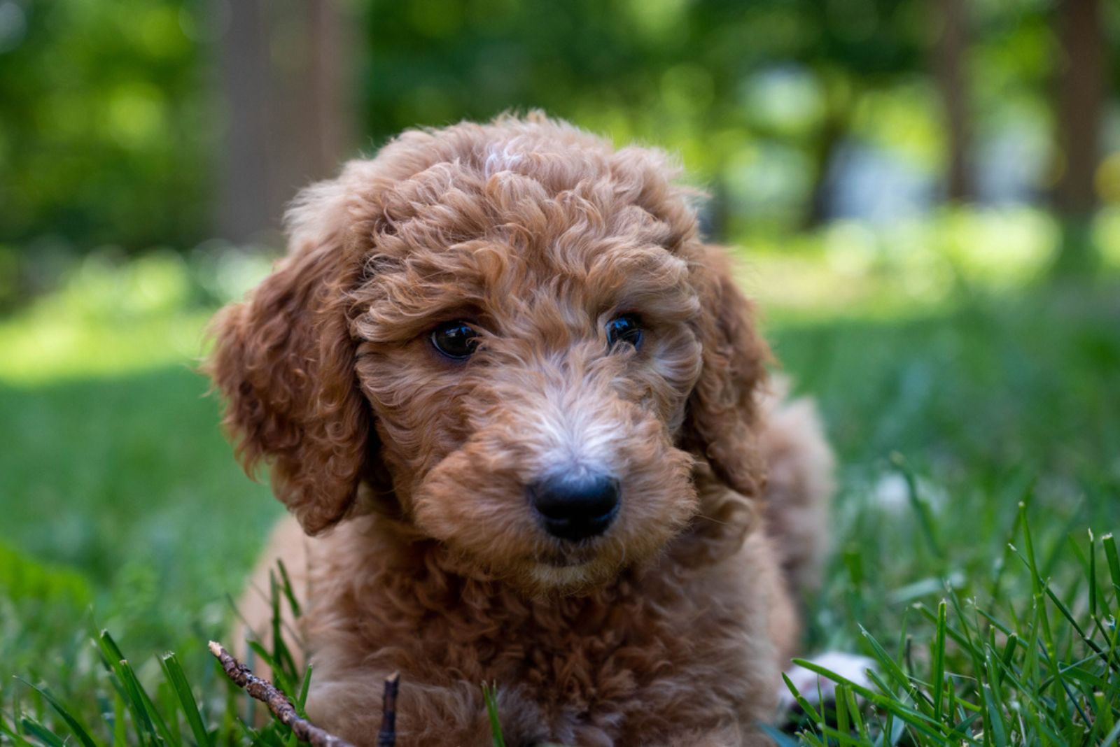 goldendoodle on green grass