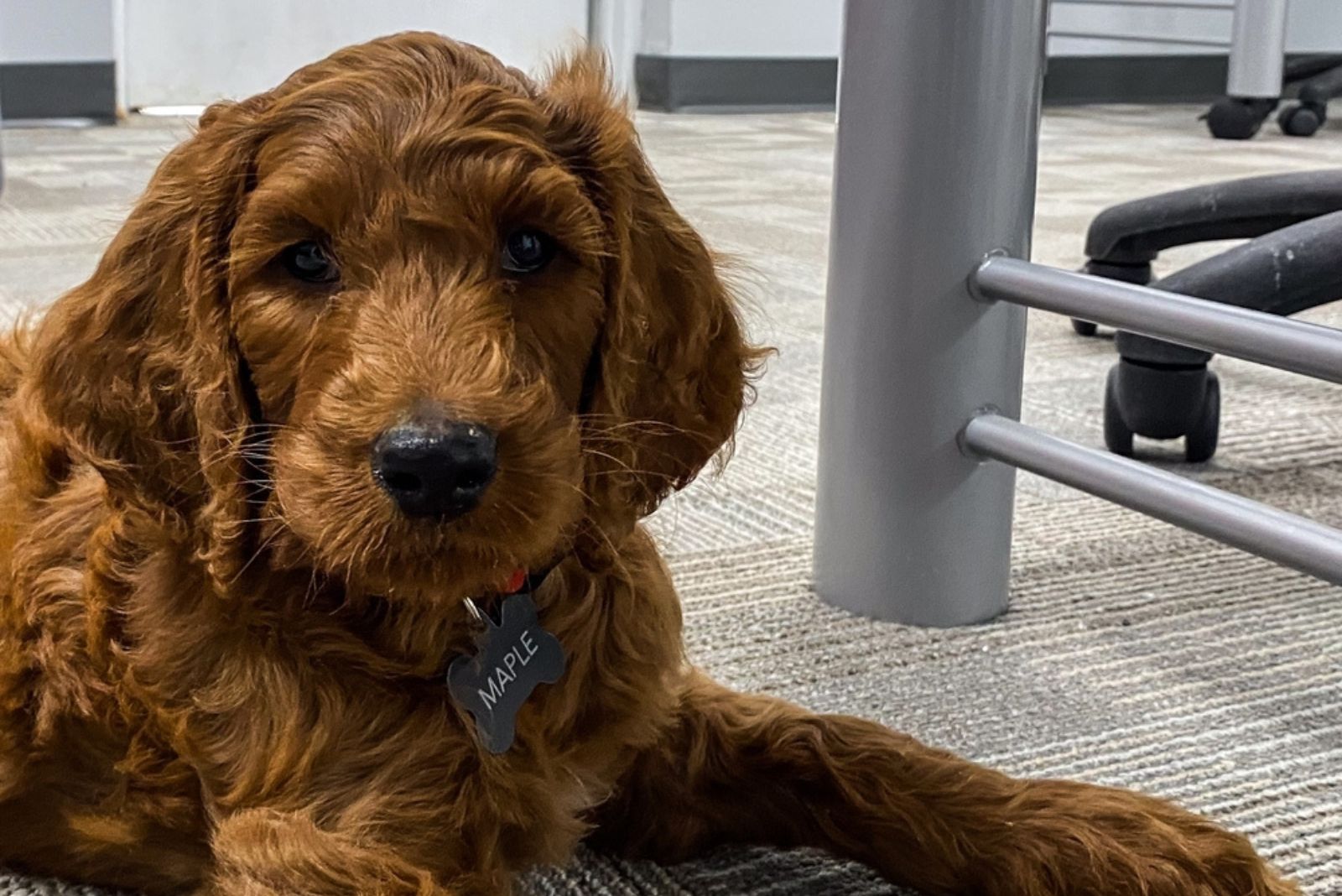 goldendoodle on the carpet