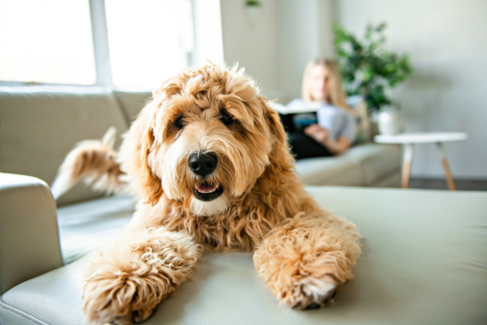 goldendoodle on the couch