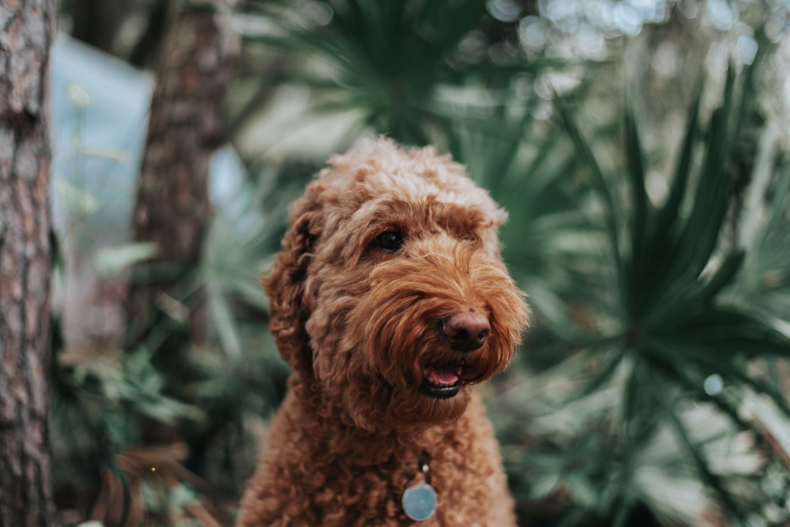 goldendoodle portrait