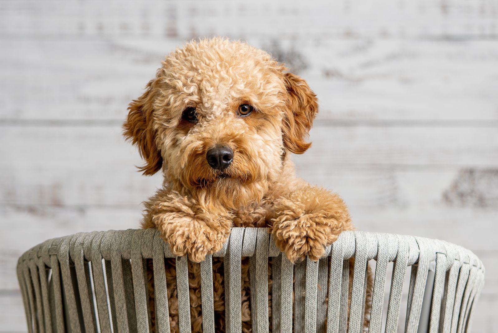 goldendoodle puppy