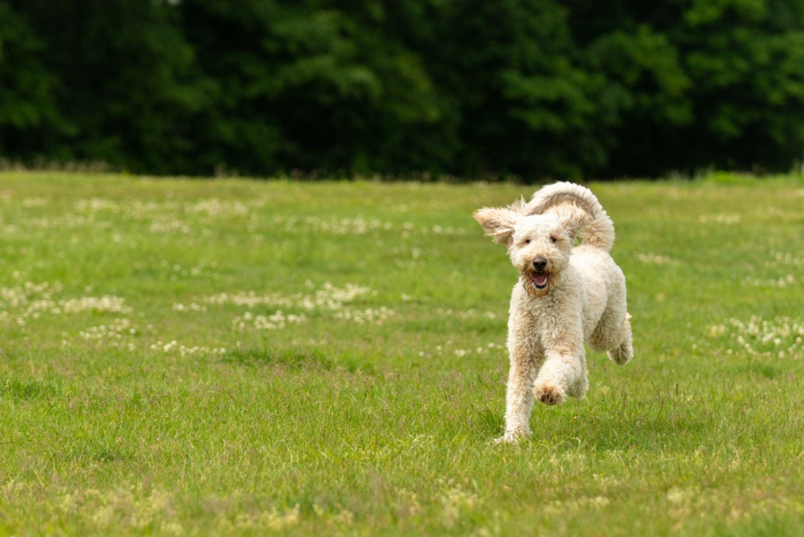 goldendoodle running in the field