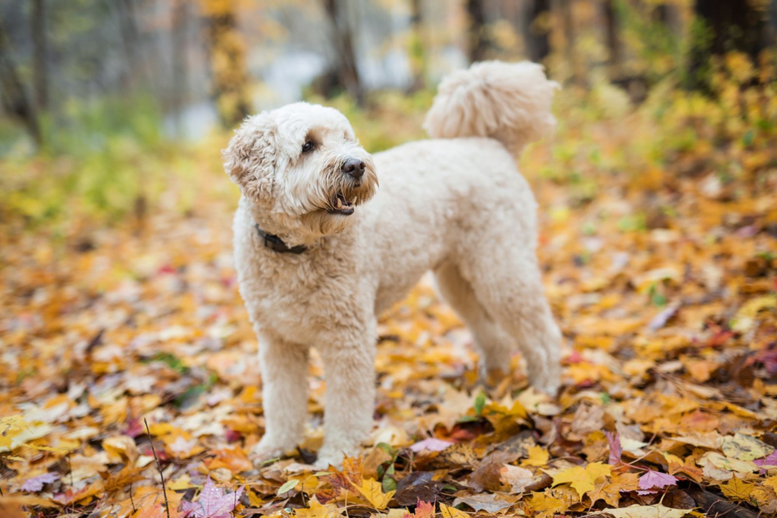 goldendoodle standing on leaves