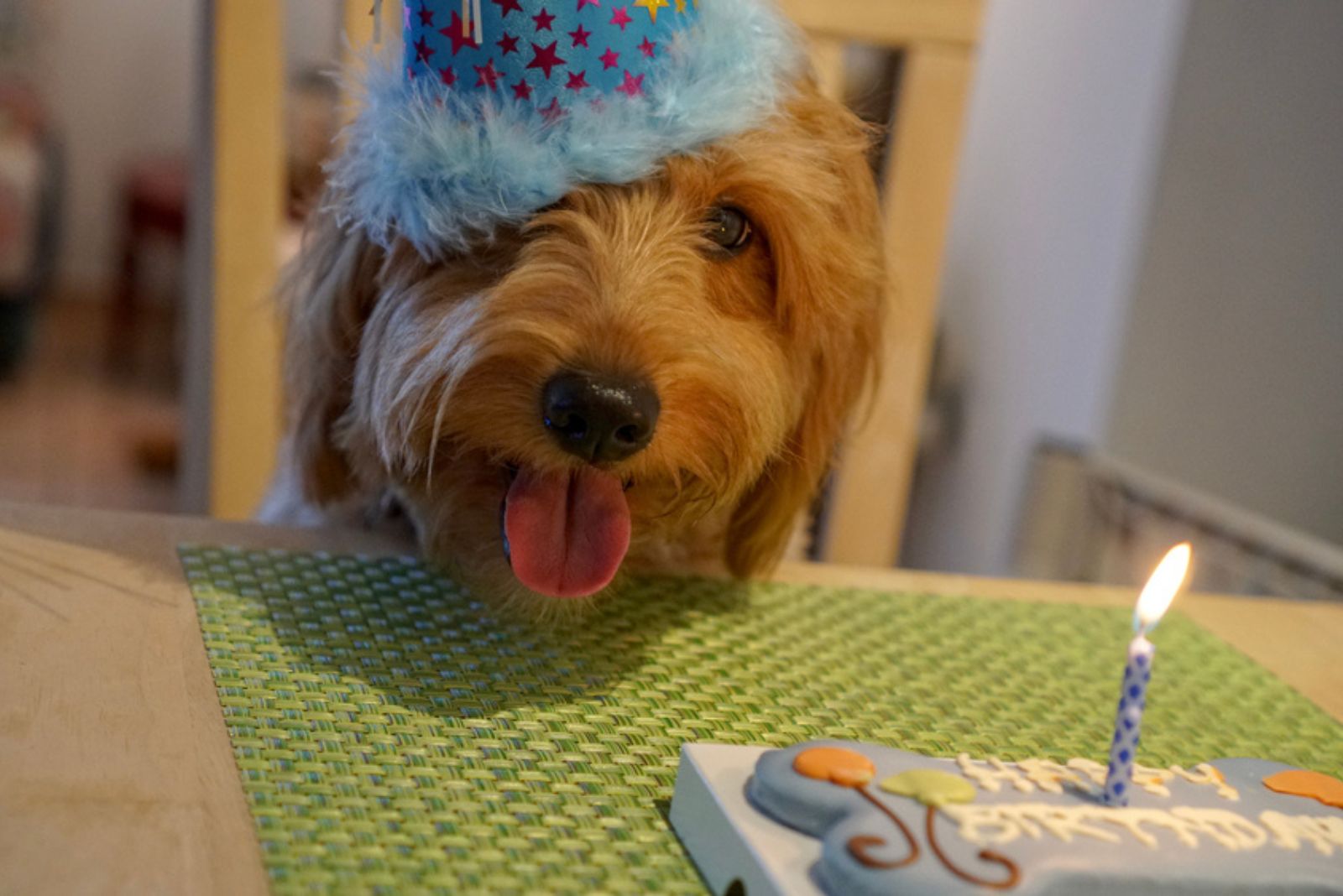 goldendoodle wearing birthday hat