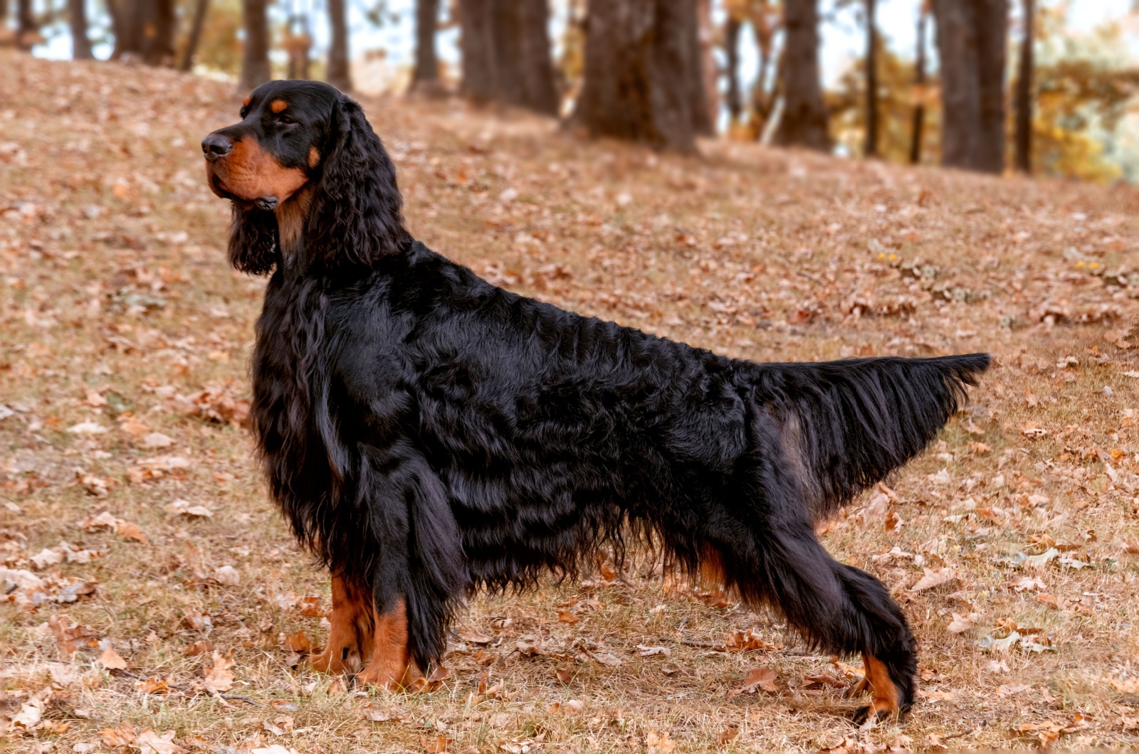 gordon setter